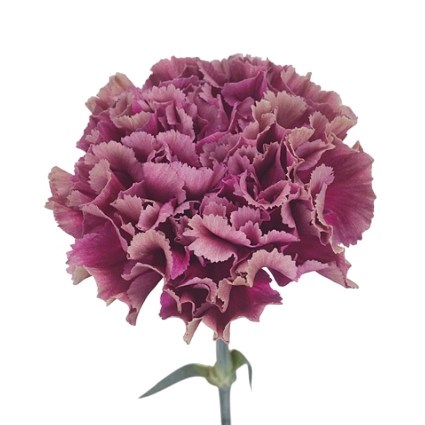 Carnation Merletto Purple