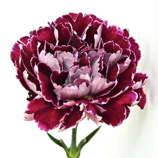 Carnation Minerva
