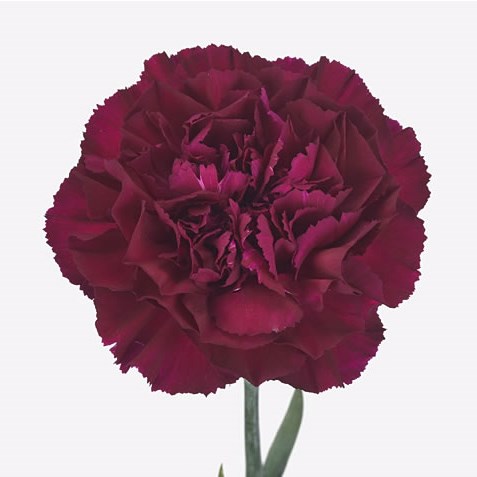 Carnation Mirage