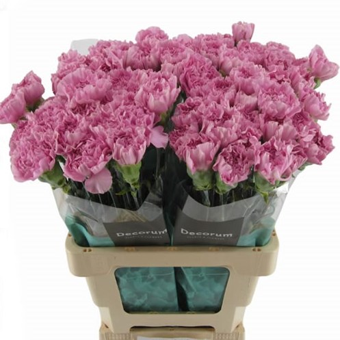 Carnation Miss Mythical
