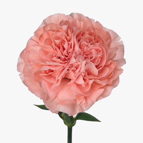 Carnation Mona Lisa