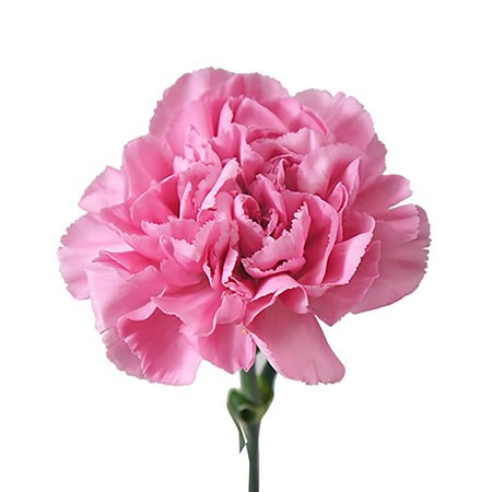 Carnation Montezuma