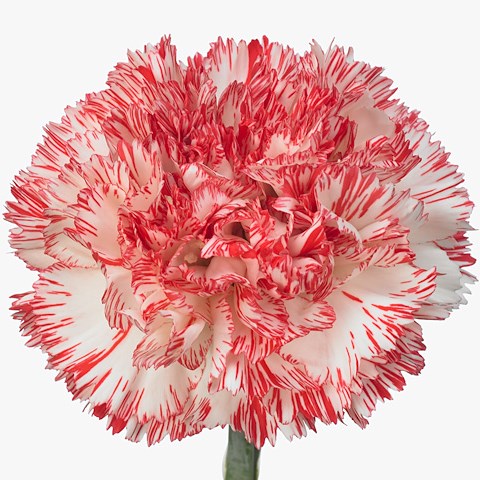 Carnation Montoya