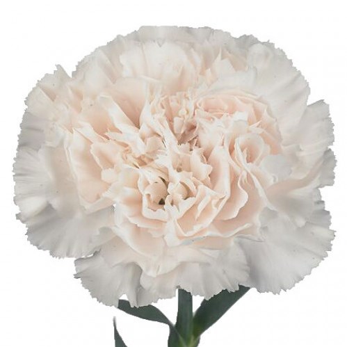 Carnation Moon Golem