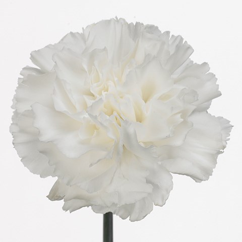 Carnation Moonlight