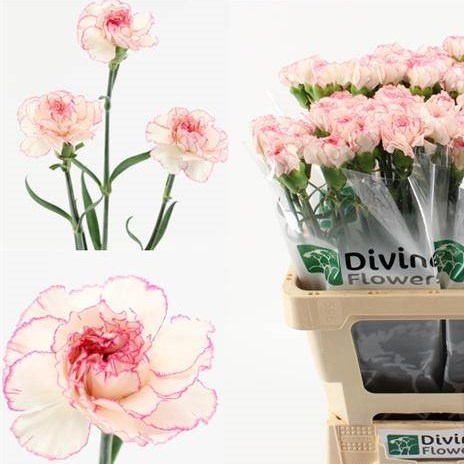 Carnation Mudah Rosa