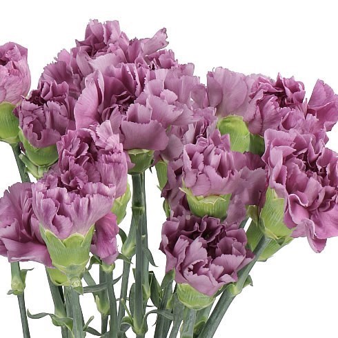 Carnation Mustang