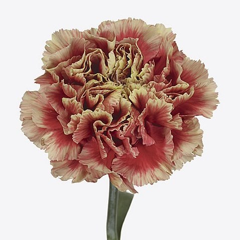 Carnation Napoleon