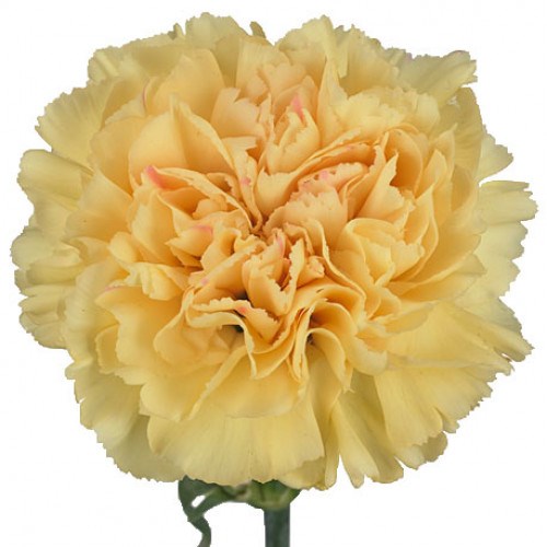 Carnation Natalia
