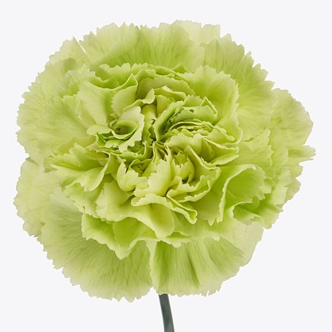 Carnation New York