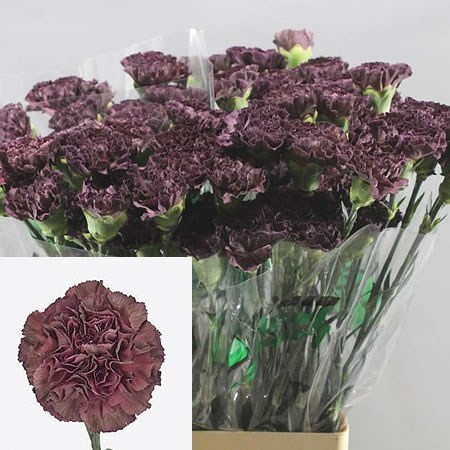 Carnation Night Thrill