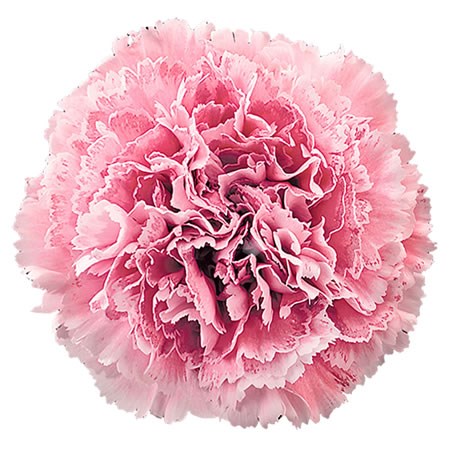 Carnation Nobbio Argenta