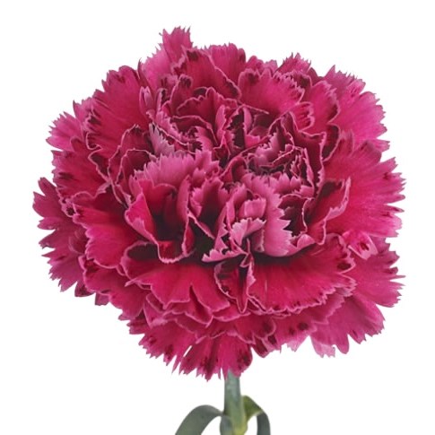 Carnation Nobbio Circus