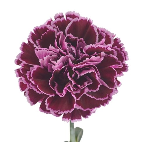 Carnation Nobbio Crochet