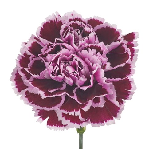Carnation Nobbio Filigrana