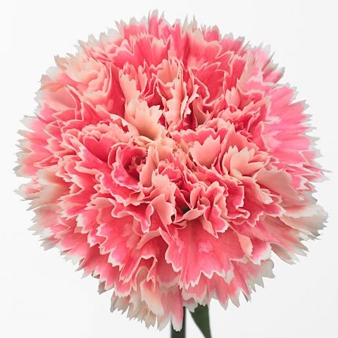 Carnation Nobbio Pink Delight