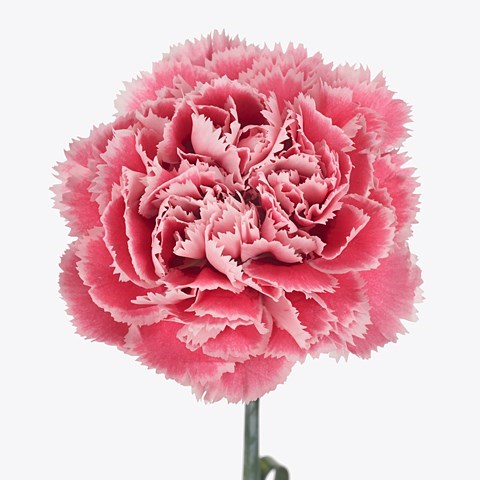 Carnation Nobbio Pink Gelato