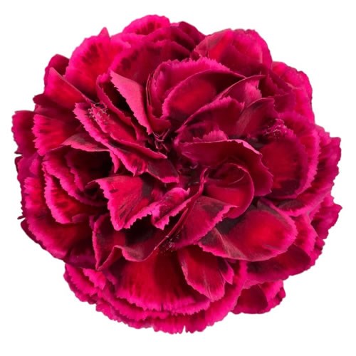 Carnation Nobbio Velluto