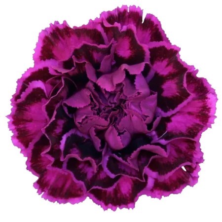 Carnation Nobbio Violet