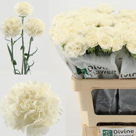 Carnation Olaf