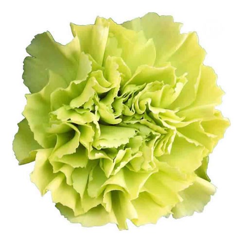 Carnation Oliva