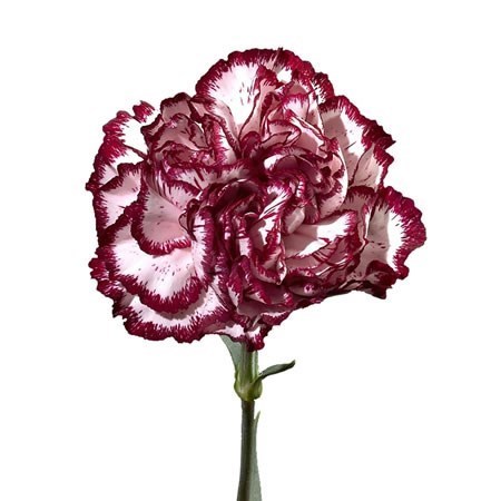 Carnation Olympia