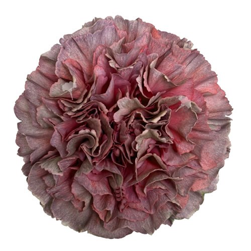 Carnation Opium Thrill
