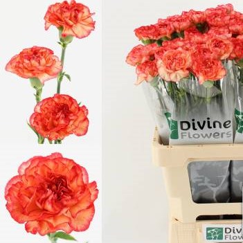 Carnation Orange Viana