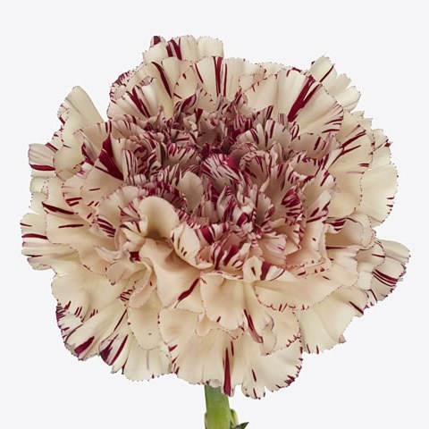 Carnation Paoletto