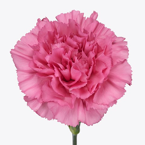 Carnation Pascoli