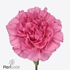 Carnation Pascoli