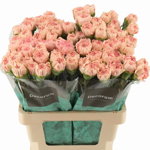 Carnation Pastel Crimea
