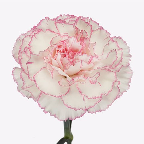 Carnation Pastel Damascus