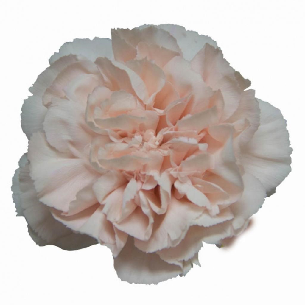 Carnation Peach Novia