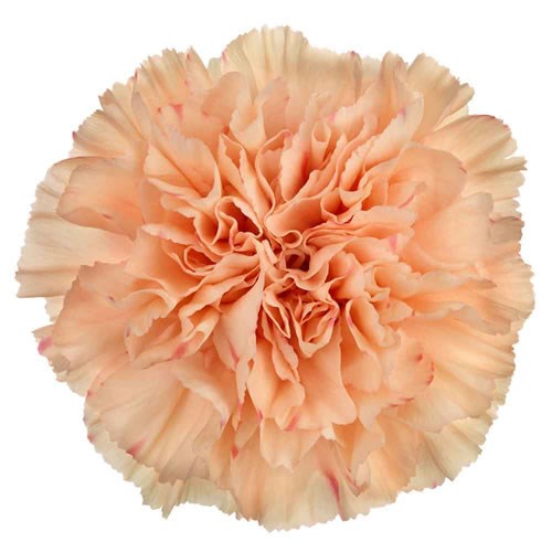 Carnation Peach Wonder