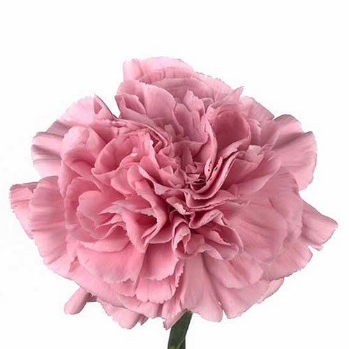 Carnation Pink Montezuma