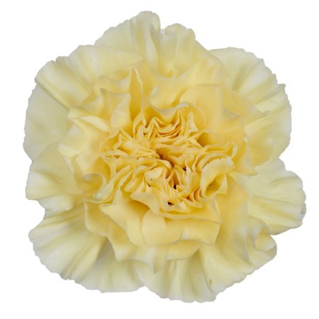 Carnation Polimnia