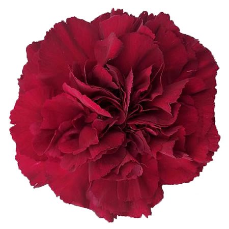 Carnation Porto
