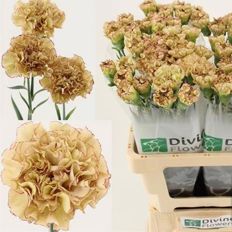 Carnation Raymond