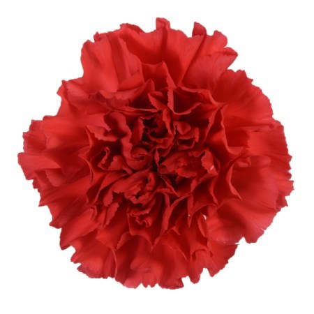 Carnation Red Magic