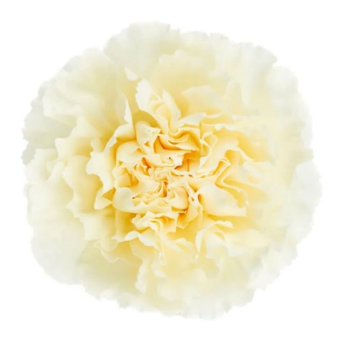 Carnation Rodas