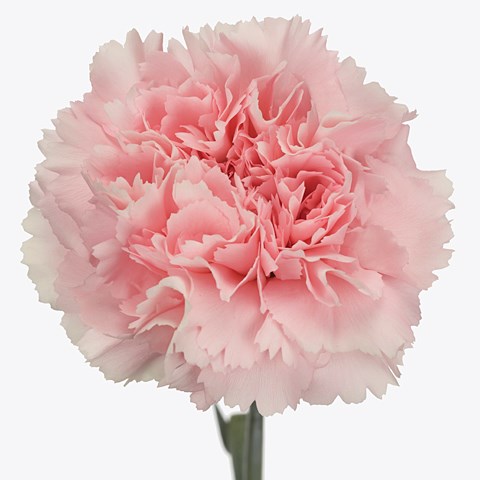 Carnation Romance
