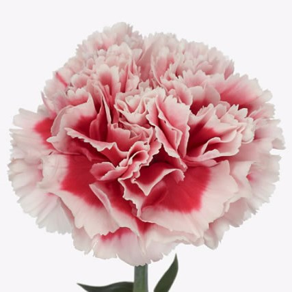 Carnation Safari