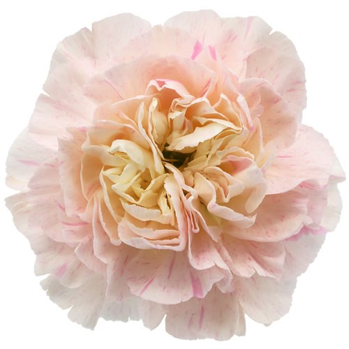 Carnation Sakura Minami