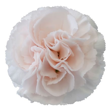 Carnation Signorelli