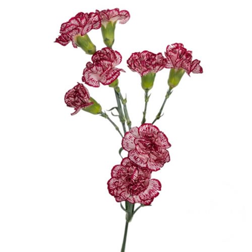 Carnation Spr. Bacarat
