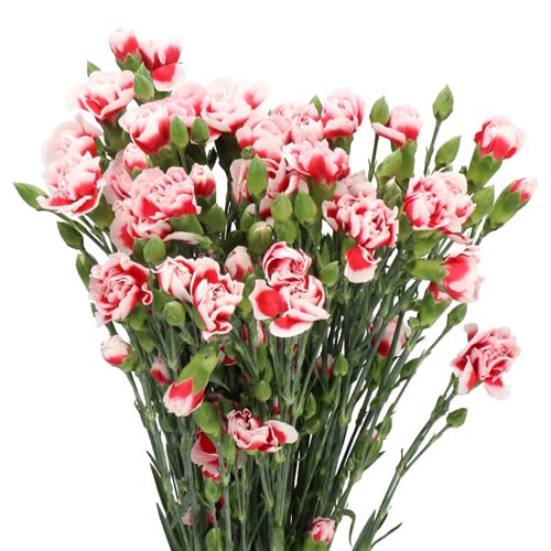 Carnation Spr. Barphantom