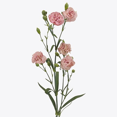 Carnation Spr. Beddik