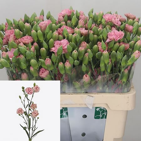 Carnation Spr. Beddik