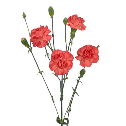 Carnation Spr. Beta